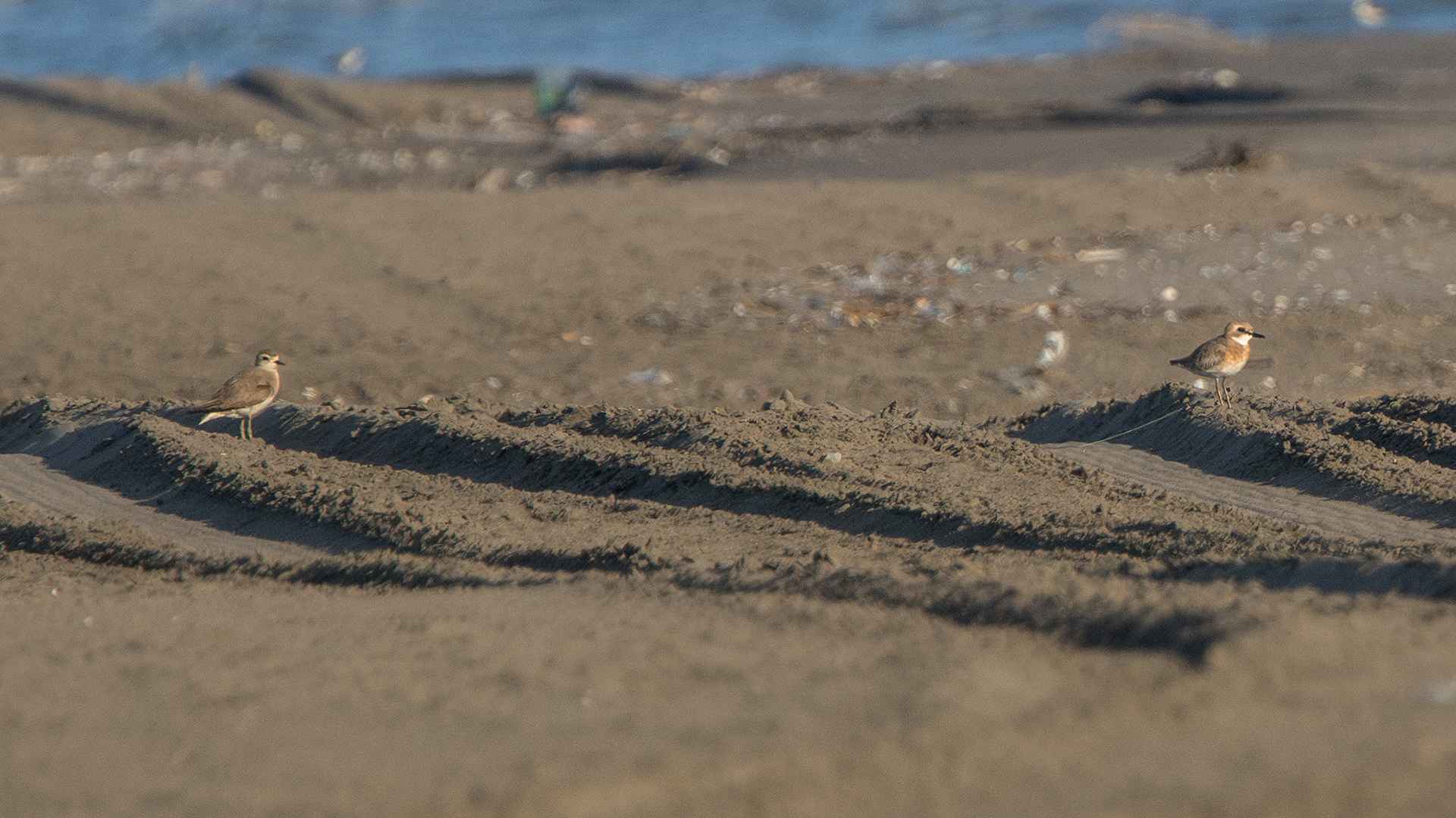Caspian Plover